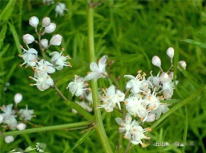 鸳鸯草|作者文美玲|朗诵润雨无声