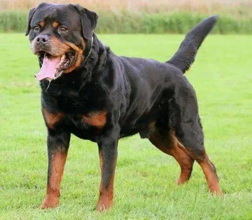 其中,它们的咬合力在猛犬排行榜里也是排在首位的,罗威纳犬个性沉稳