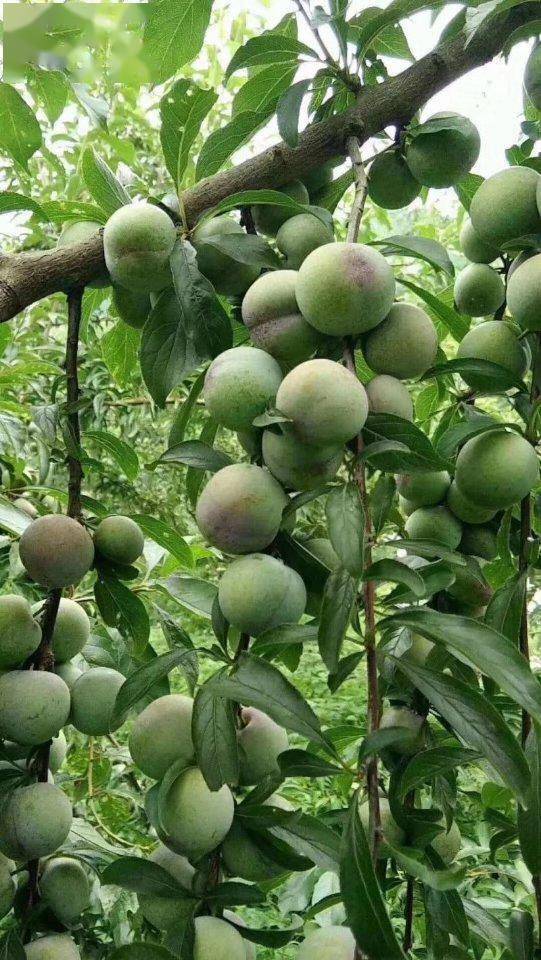 珍珠李子树的几点修剪技巧掌握好高产品优不是句空话