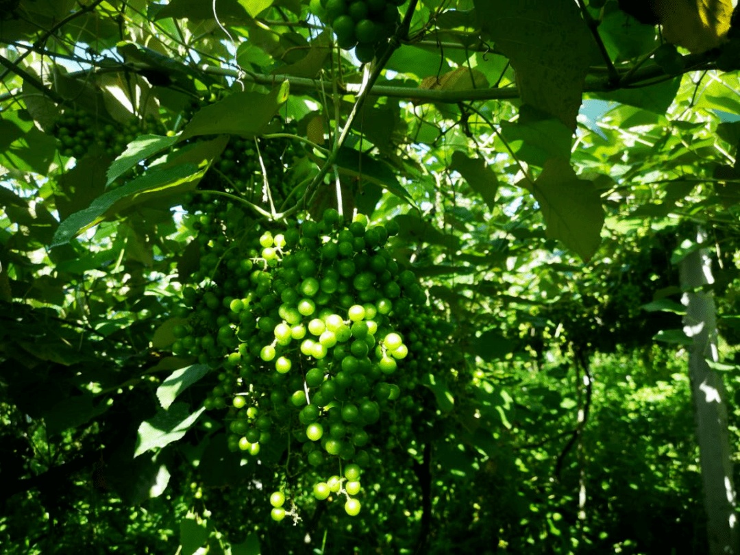寨岗镇石径村种植的野葡萄上线啦烈日美味等你尝新