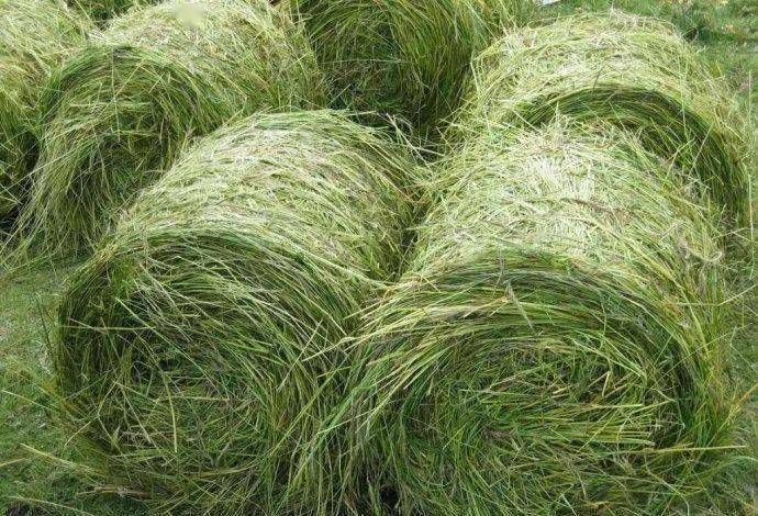 苜蓿青贮饲料发酵流程和制作技术