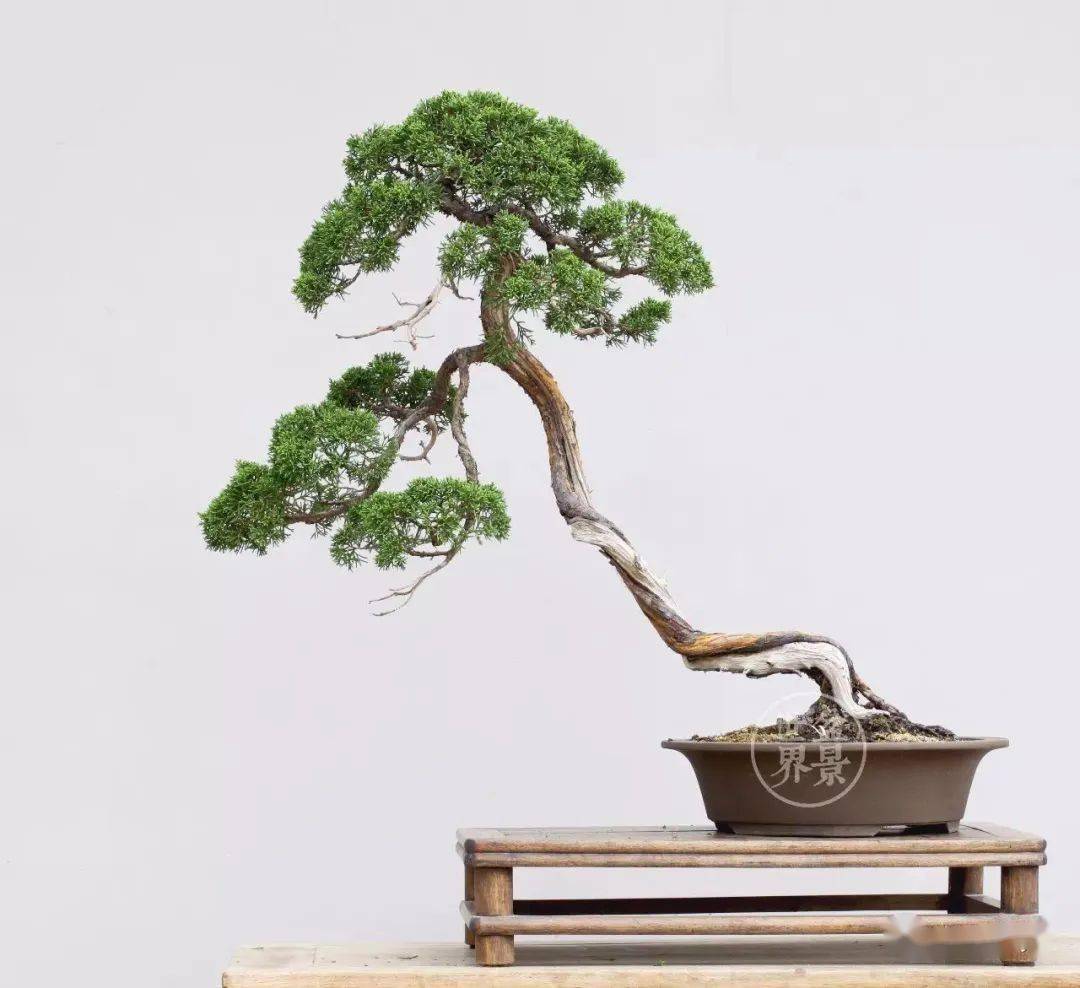 徐昊樊顺利联袂而至深度解析柏树盆景