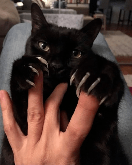 这样子的猫咪你们还敢要吗?_爪子