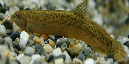 泥鳅有鳞片吗有些泥鳅没有鳞有些则有鳞这到底是怎么回事呢