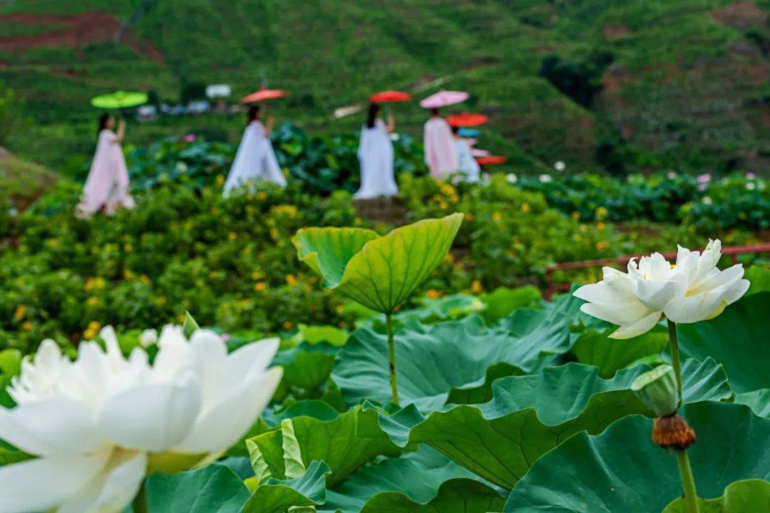荷塘深处 有蜿蜒的栈道 充满田园野趣的亭台 摄影 石磊 清风徐来 荷香