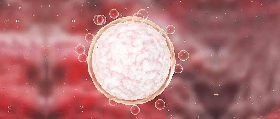 备孕须知把握卵泡发育才是关键get卵泡小知识