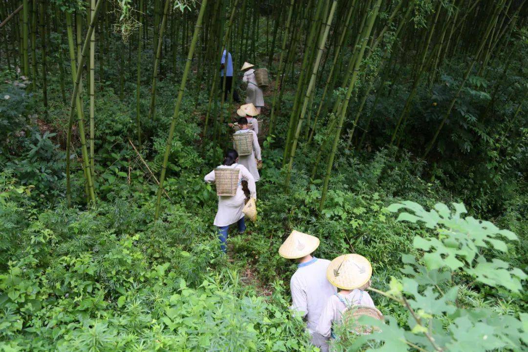 2020少年国医夏令营丨天真须得天然养童子山中采药去