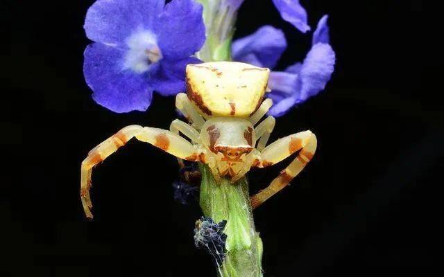 像螃蟹一样横着走的三角蟹蛛,它们的"产房"在叶子上