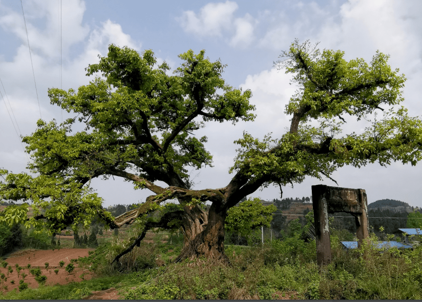 宝台镇八仙村榕树