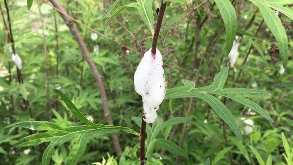 这就是传说中的口水虫吗