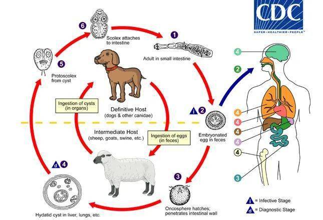 10个宠物驱虫知识点请收藏