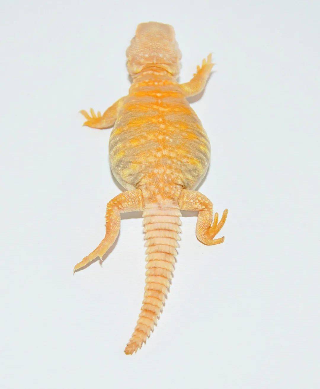 薰衣草白化尼日王者蜥被证实基因遗传,子代已悉数售罄!