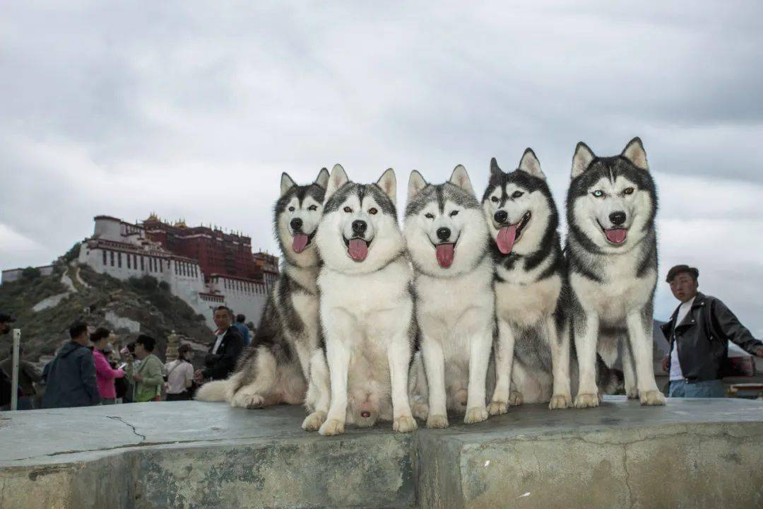 一群哈士奇不远千里去拉萨炸街一不小心闯入了疯人院