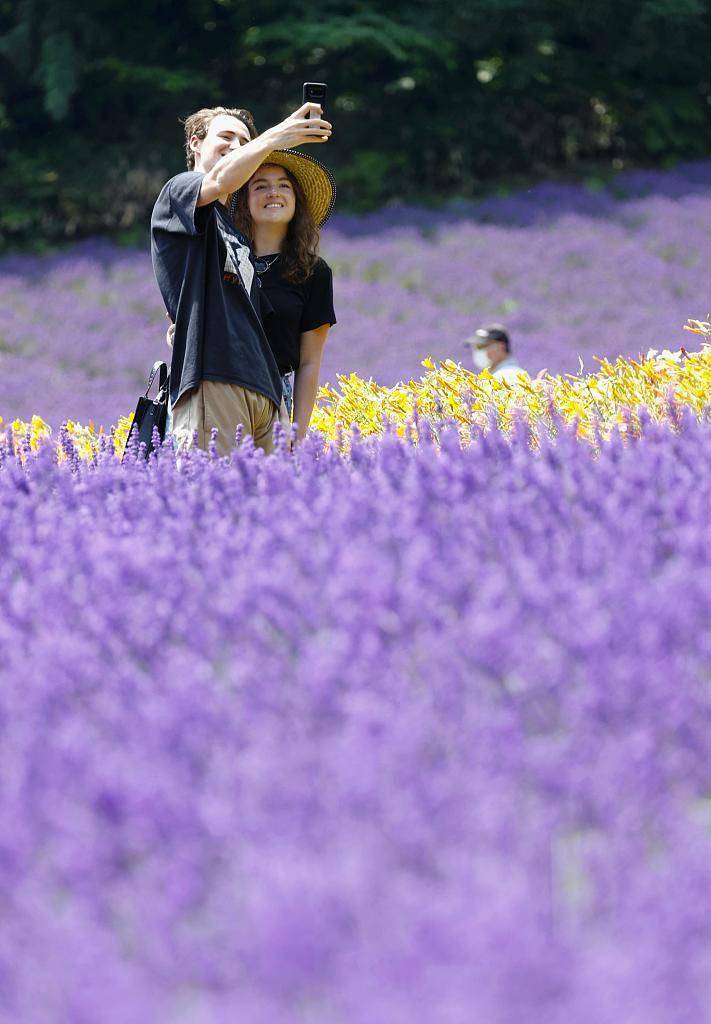 日本北海道薰衣草盛放 游客漫步紫色花海