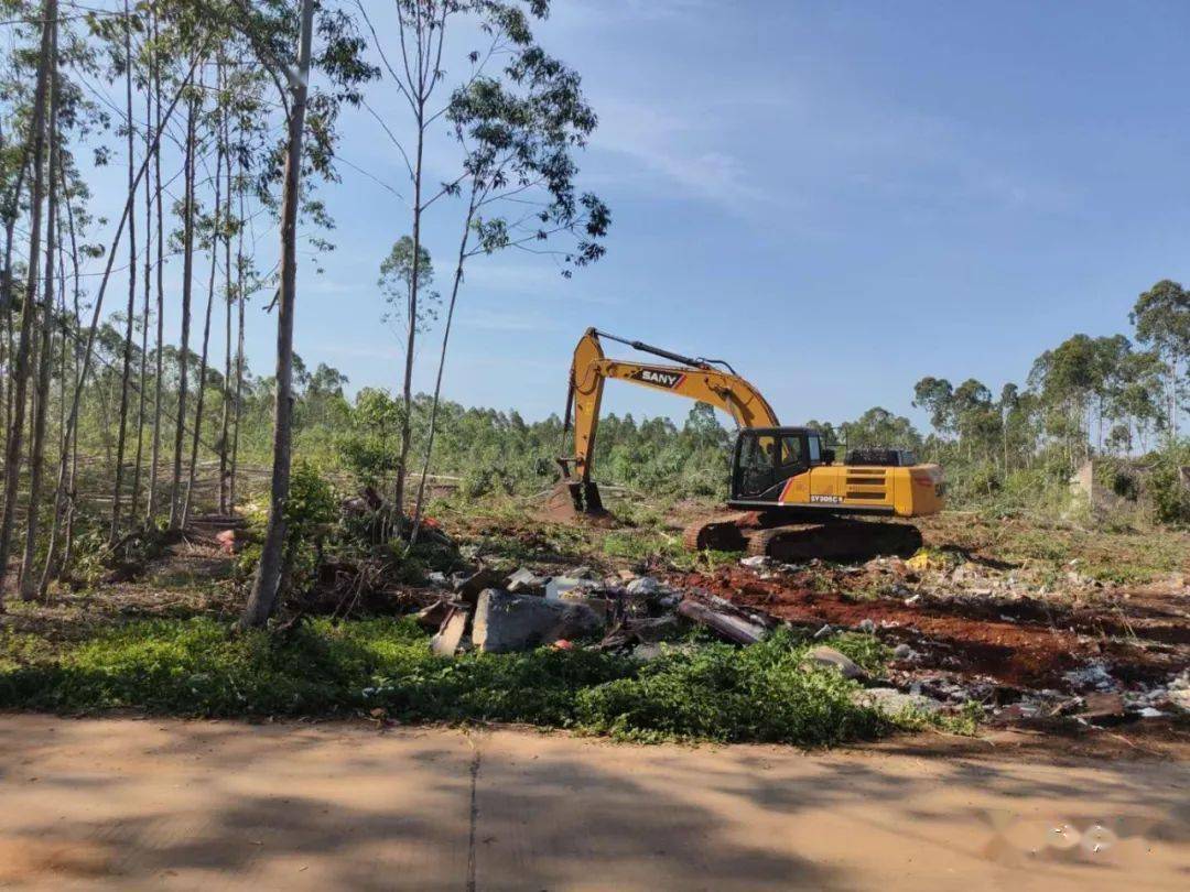 非法占有林地拒不返还 临高法院强制清除190余亩桉树