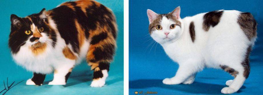 带你领略原汁原味的纯种猫lesson19曼岛猫威尔士猫