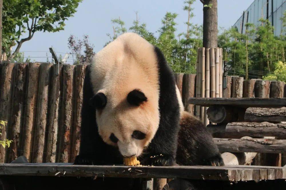 淮安動物園的大熊貓回老家了,下一次看到熊貓要等.