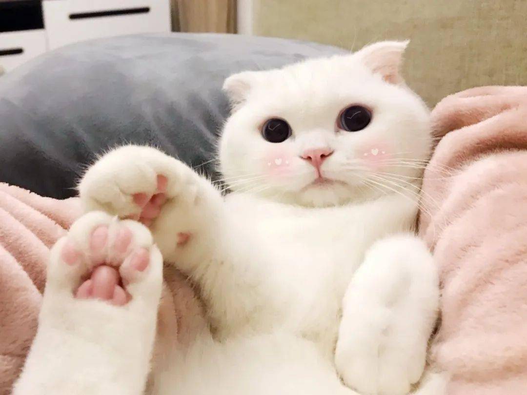 火遍全网的猫咪绿茶露脚来了猛男必吸