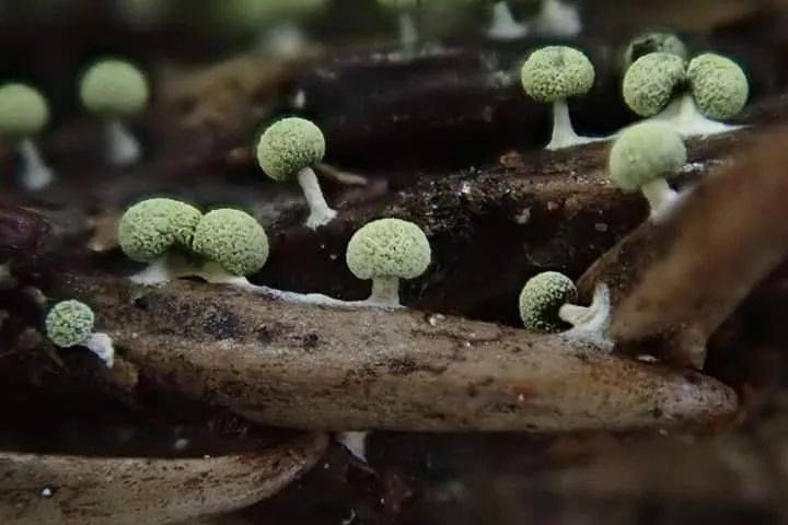 日本菌类爱好者拍摄的蘑菇宛如童话森林一般,好神奇!_mottii