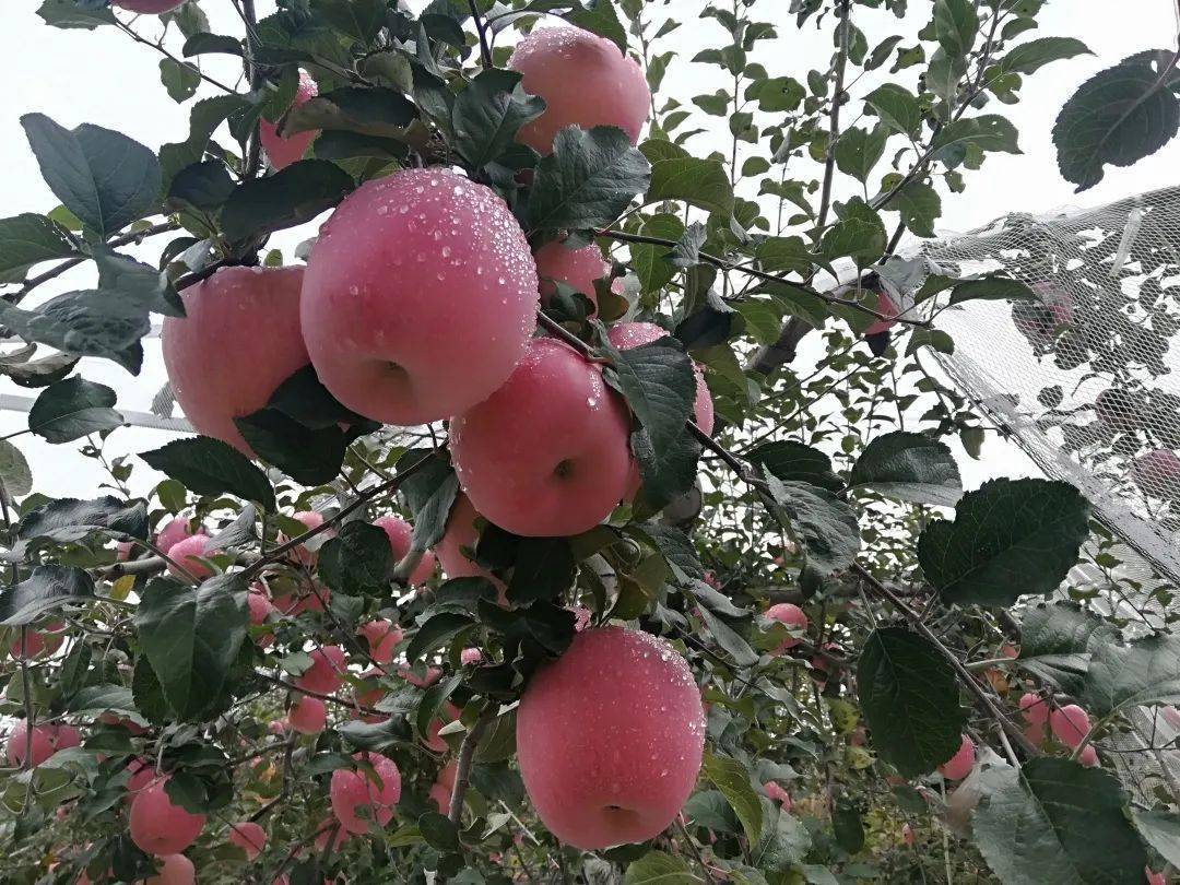 来黄龙县三岔镇认领一棵属于您的苹果树