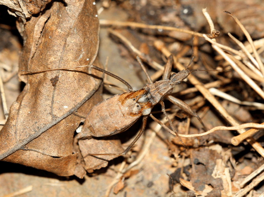 镜头里的大连常见昆虫猎蝽