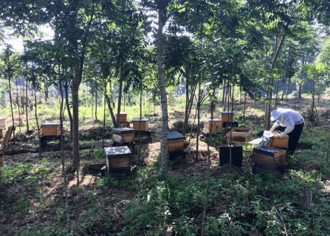 【五比五晒】泰宁:小蜜蜂撬动"甜蜜事业",林下养蜂出成绩