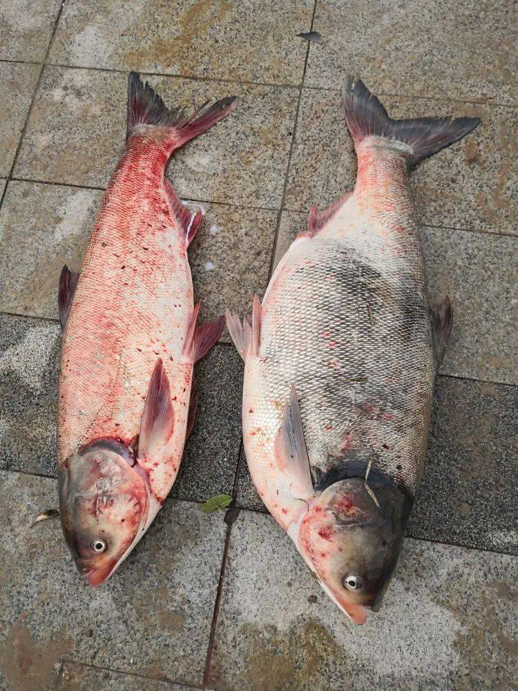 暴雨后,青岛这里一夜变"黄河",有市民捞出约40斤大鱼