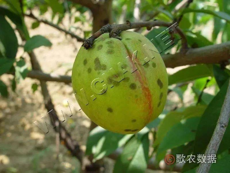桃树主要病害的识别与防治各类病害怎么管