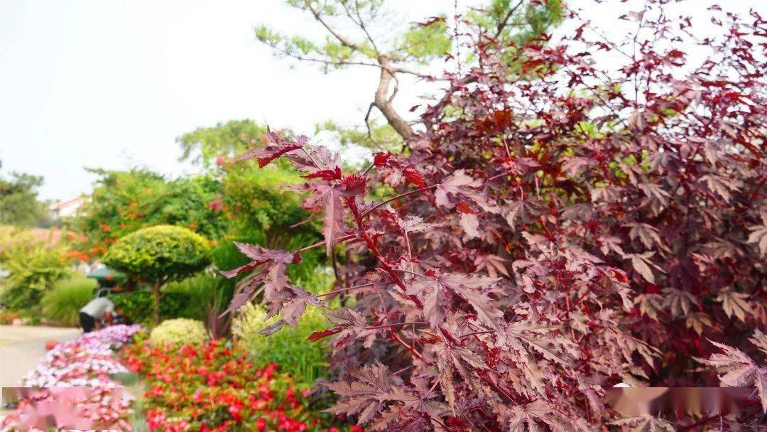 芙蓉葵 褐锦04香茶菜 银盾植株抗逆性好,生长势强,茂密而直立.