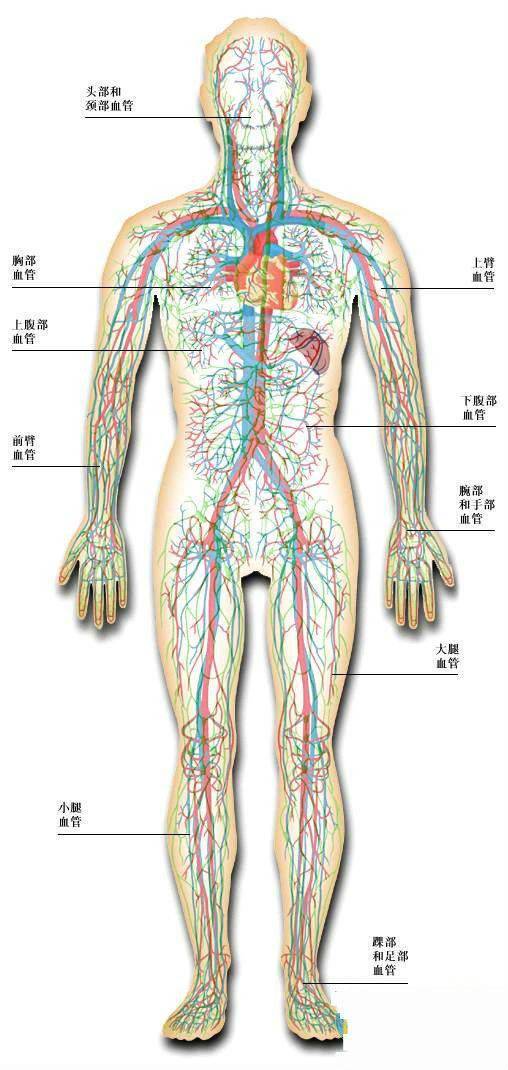 人的全身解析图图片