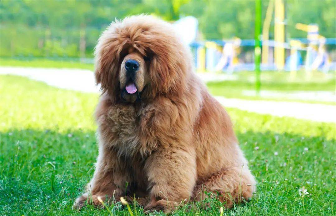 你确定这是藏獒,而不是巨型泰迪吗?