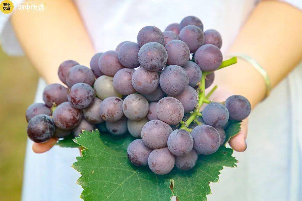 横山巨峰葡萄来了新鲜采摘一箱只要