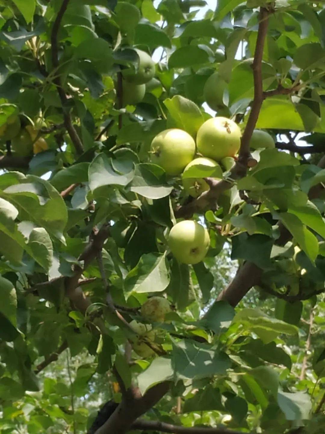 尖锐湿疣多长时间没有就算痊愈