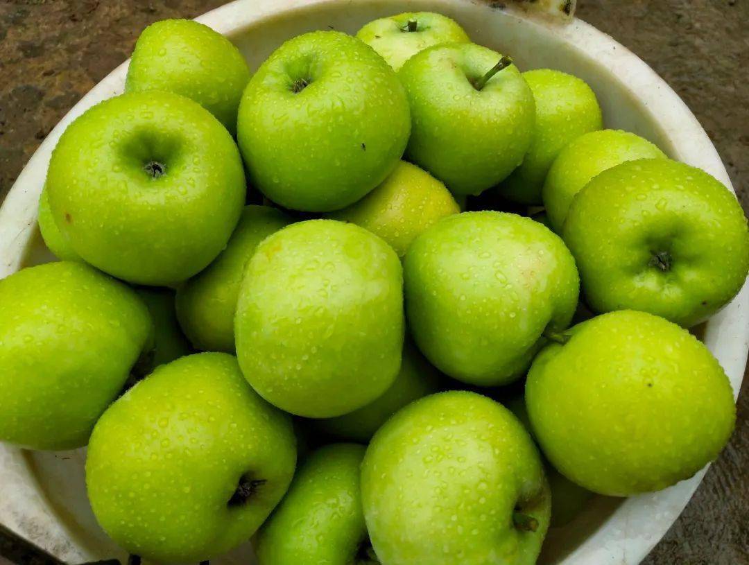 150多亩甜脆爽口的生态苹果熟了就在大理凤仪附采摘福利