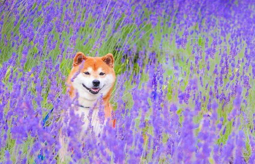 100张网红日本柴犬の美照,治愈了无数人!愿山河无恙,岁月无殇!