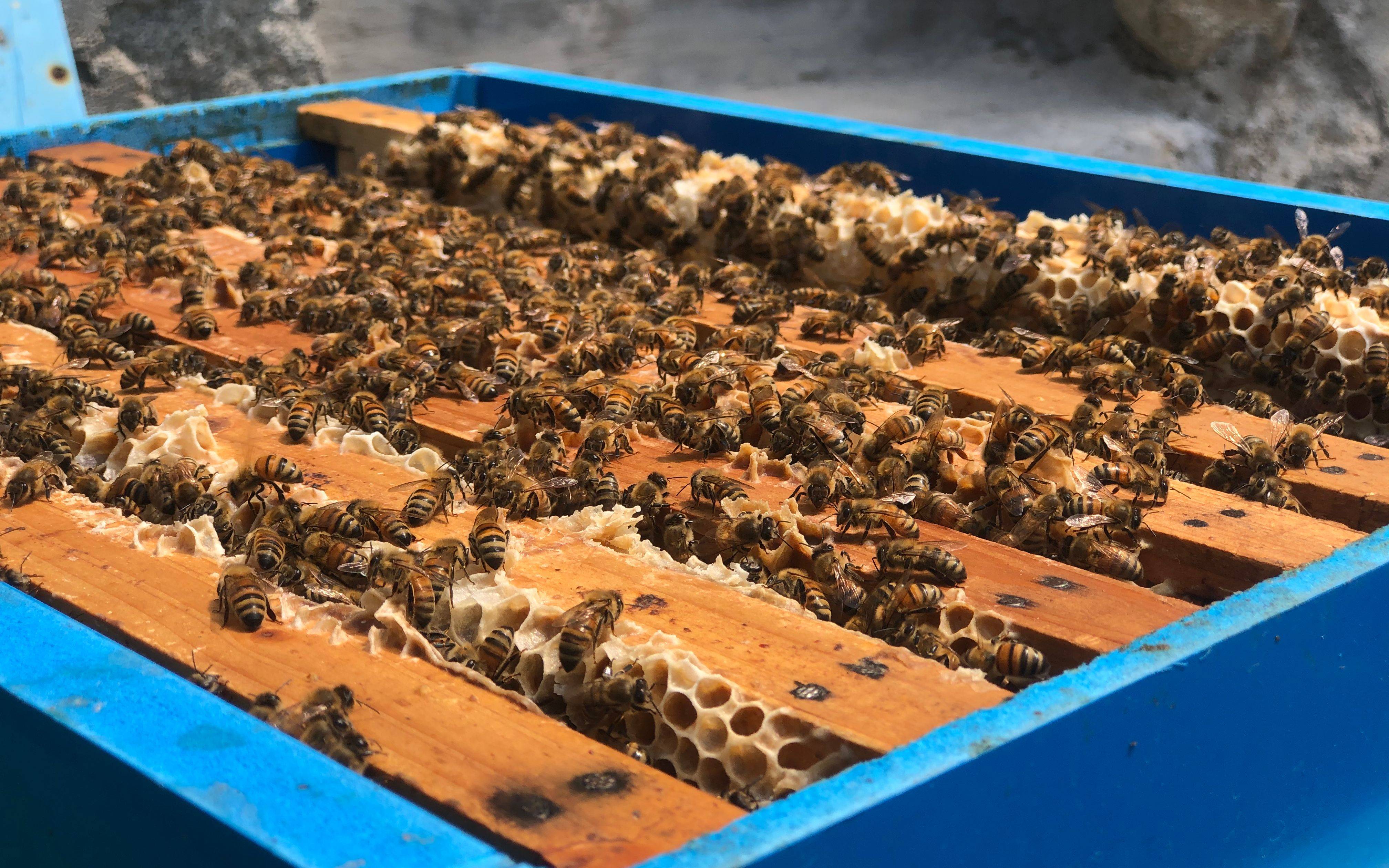 密云水库边的养蜂人十一万蜂群酿出甜蜜的事业