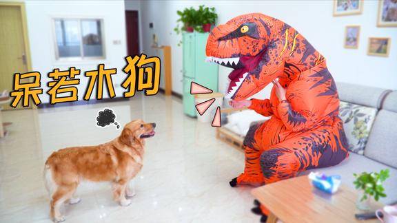 主人假扮成恐龙金毛看到会吓晕吗