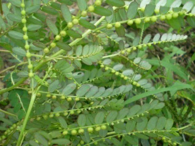 看似不起眼的草,竟是治疗肝炎的特效药,如今已经卖到25元一斤_叶下珠