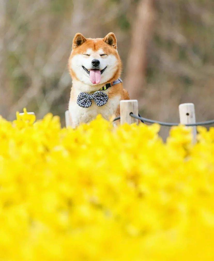 100张网红日本柴犬の美照治愈了无数人愿山河无恙岁月无殇