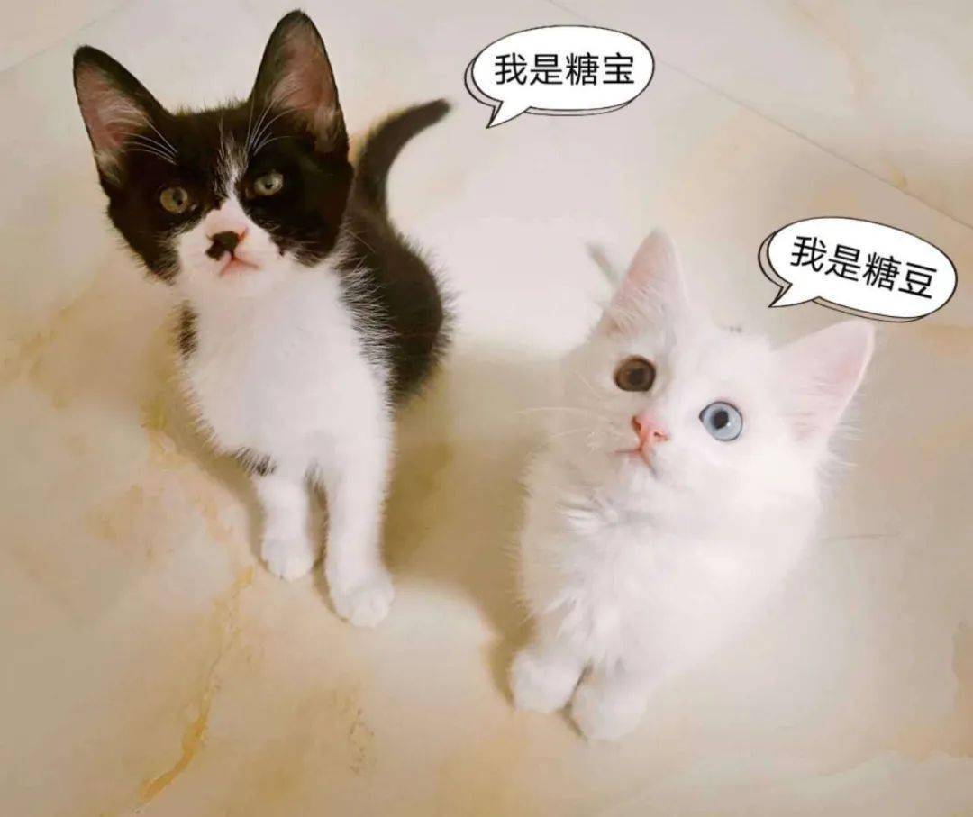 待领养猫cat1862糖豆糖宝