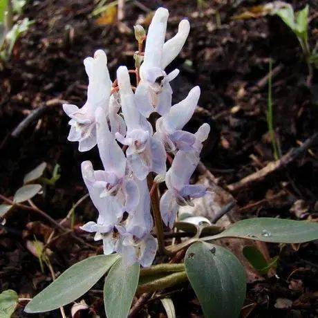 12,全叶延胡索corydalis repens多年生草本,块茎球形,内质近白色