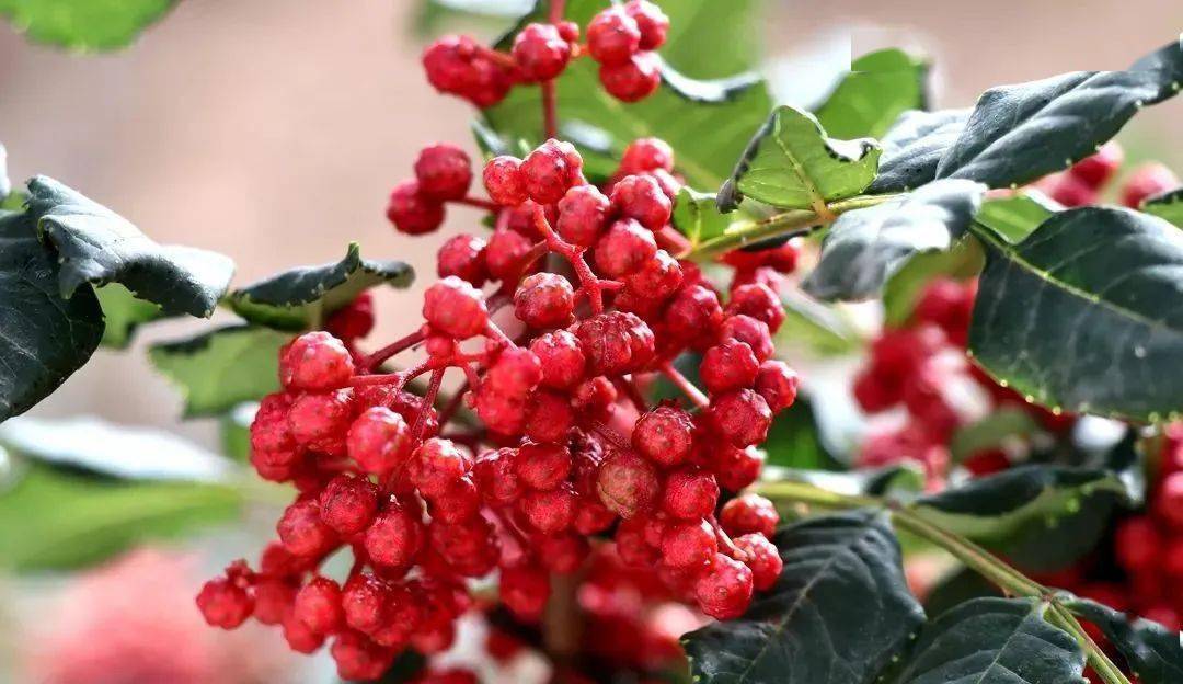 甘谷上演绝代双椒第二届花椒节邀你来