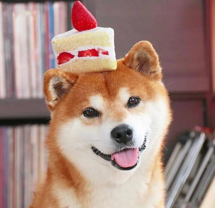 100张网红日本柴犬の美照治愈了无数人愿山河无恙岁月无殇