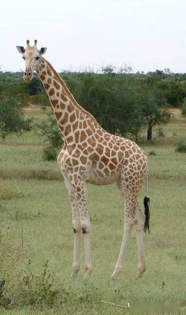 世界上最高的哺乳动物长颈鹿1