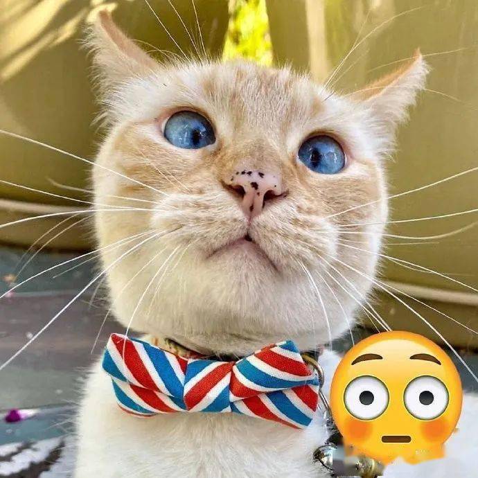 又一波猫咪cos表情包,你们觉得像吗