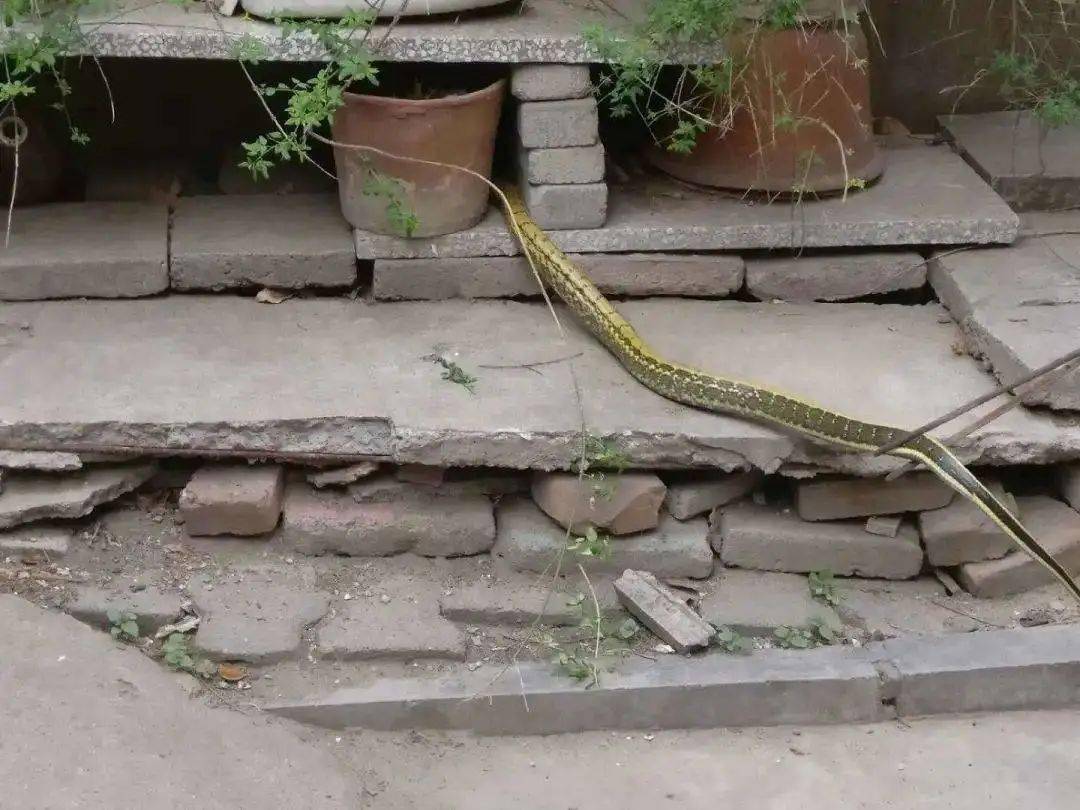 在返回途中,  消防员将蛇放生野外.