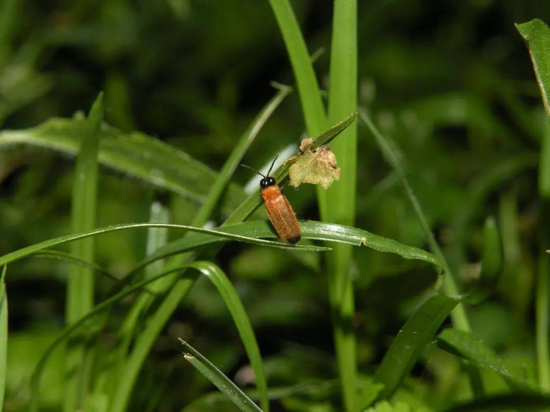 明星物種:竹節蟲 報名方式: 蜘蛛捕獵 注意事項: 1.請報名成功