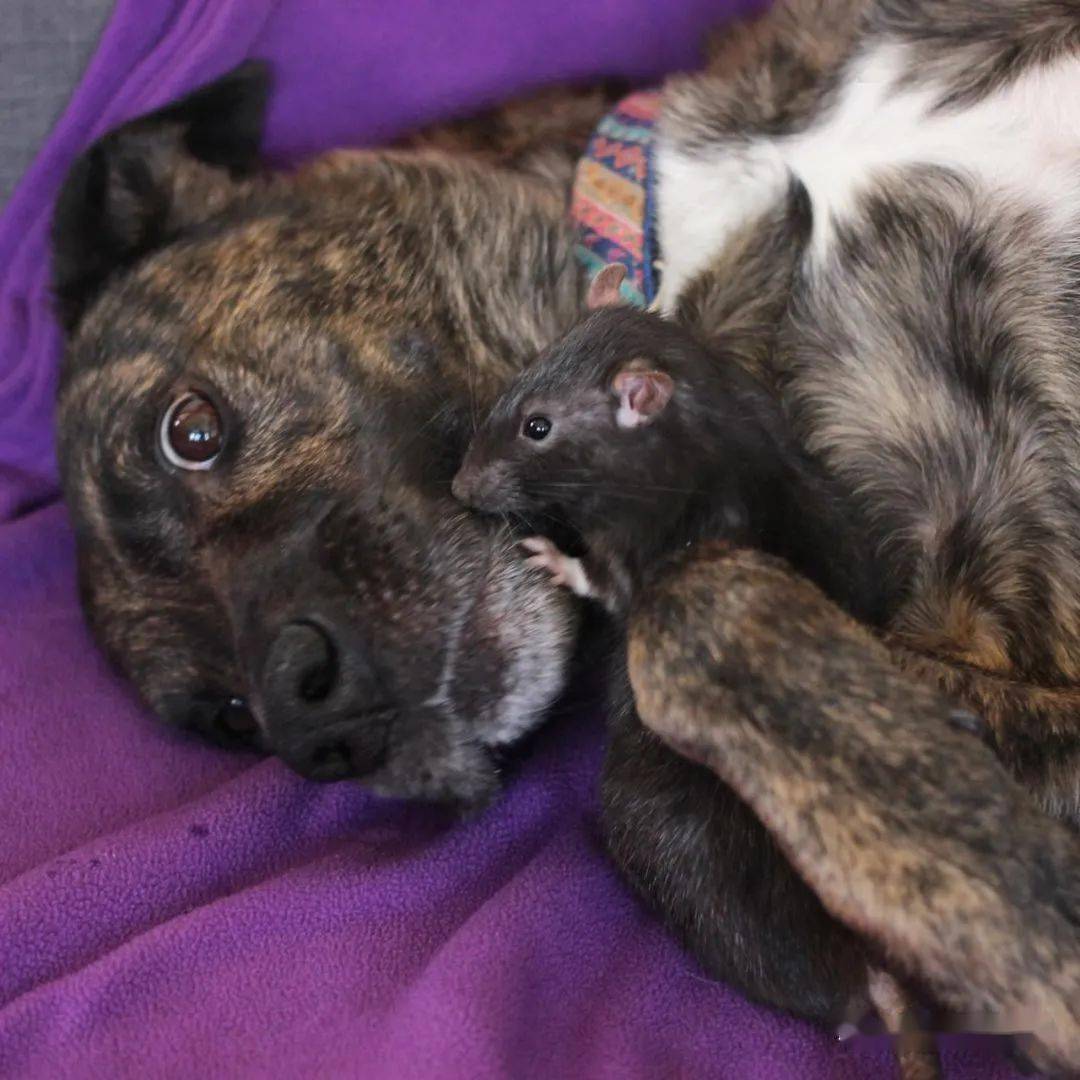 还真有不怕死的,老鼠每天爬进狗嘴里,竟然是为了做这件事?