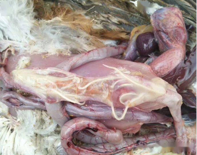 抗蠕虫药,用于畜禽线虫病,绦虫病和吸虫病.