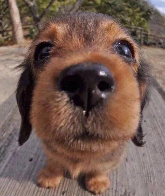 狗子们近距离镜头贴脸的超萌傻样,好乖好可爱鸭!